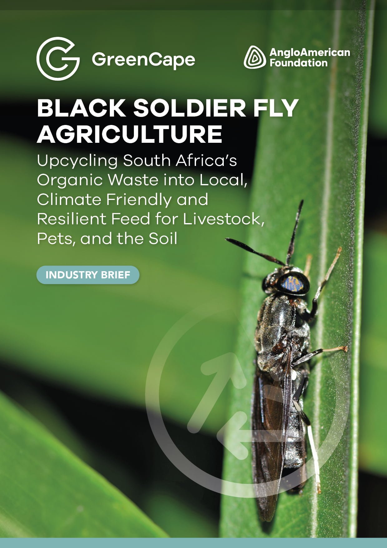 Industry Brief: Black Soldier Fly Agriculture: Upcycling SA’s organic waste